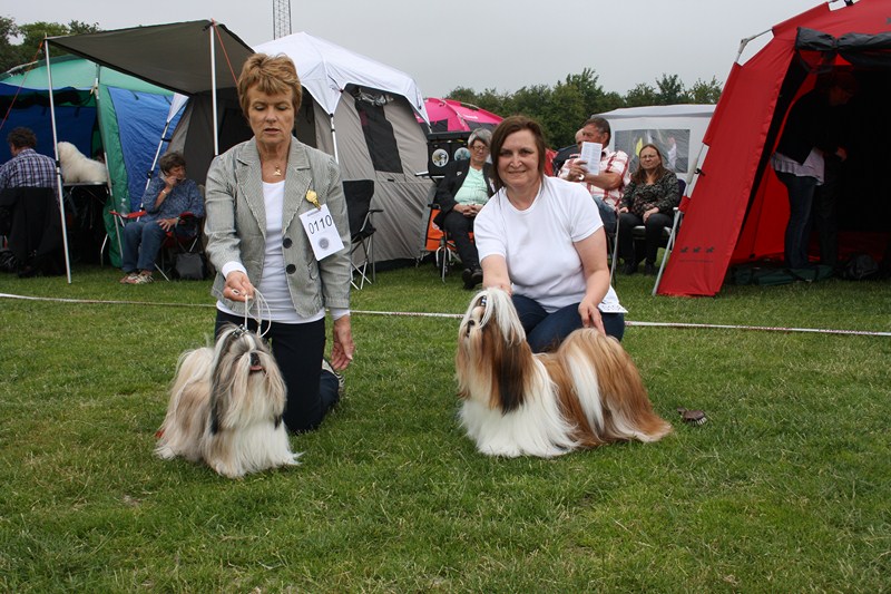 Shih Tzu Danmark
